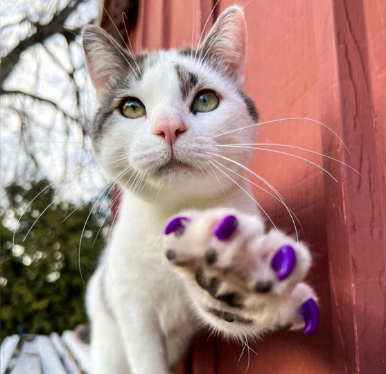 nail caps for cats